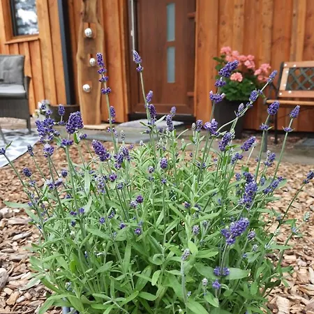 Leon Mit Sauna Ferienhaus *