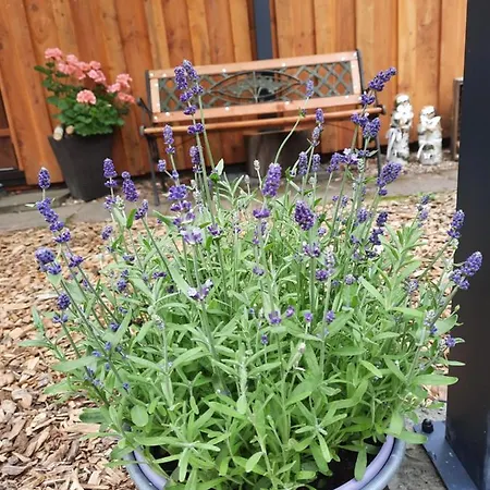 Leon Mit Sauna Rehburg-Loccum