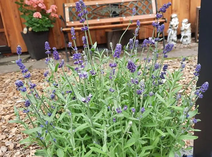 Leon Mit Sauna Rehburg-Loccum